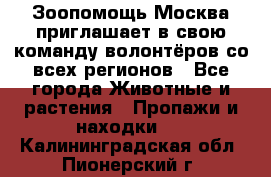 Зоопомощь.Москва приглашает в свою команду волонтёров со всех регионов - Все города Животные и растения » Пропажи и находки   . Калининградская обл.,Пионерский г.